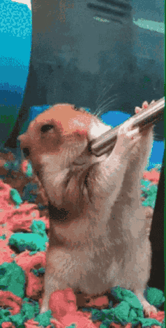 A thirsty hamster holding a metal water spout